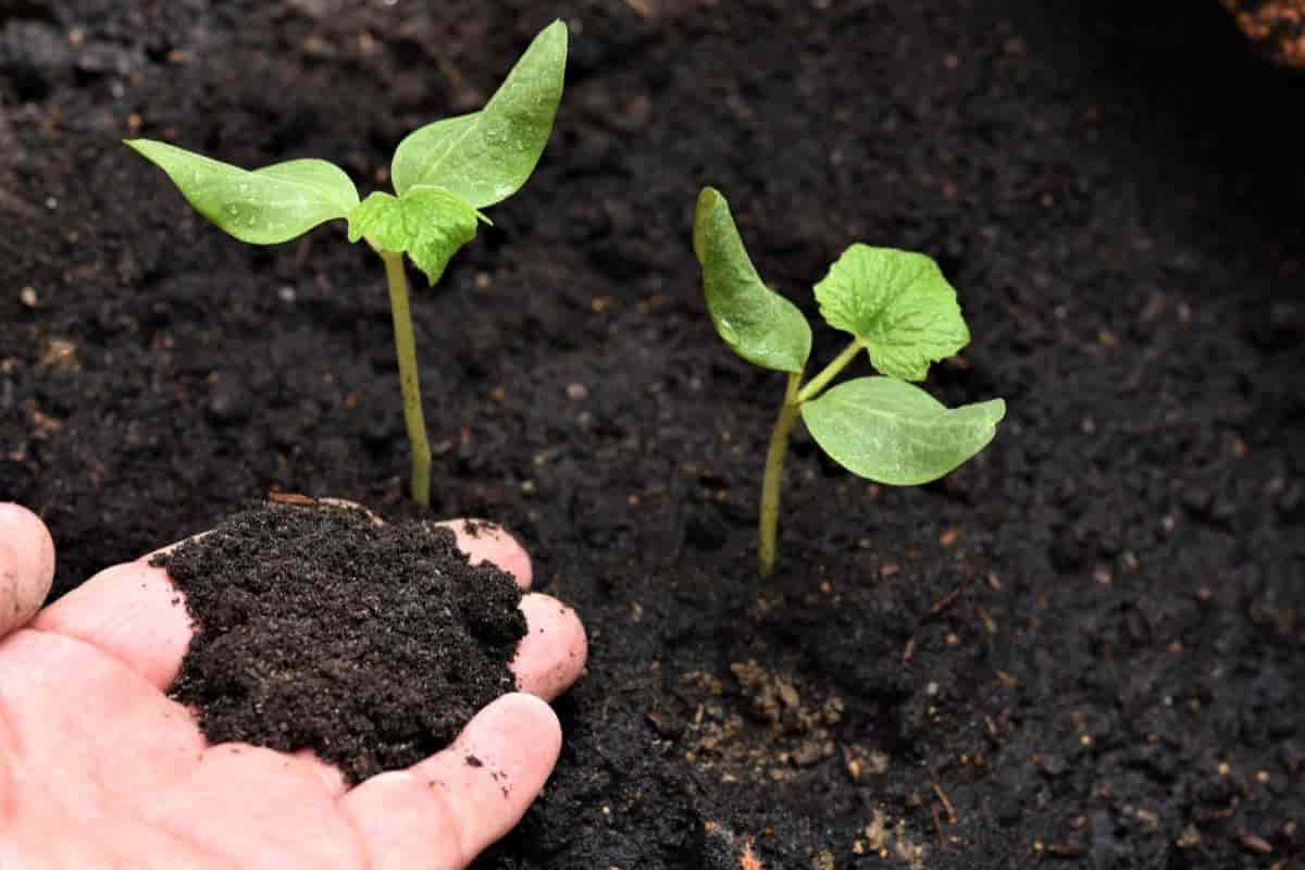 Soil Conditioner