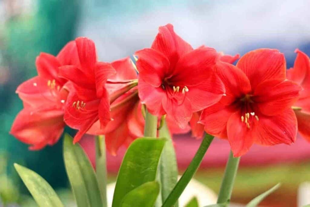 Amaryllis in Apartment Window