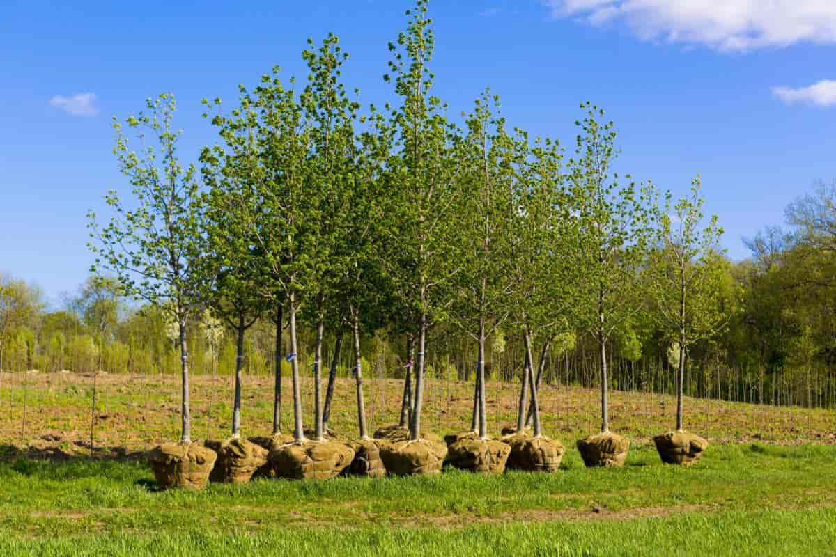horse sense about tree care