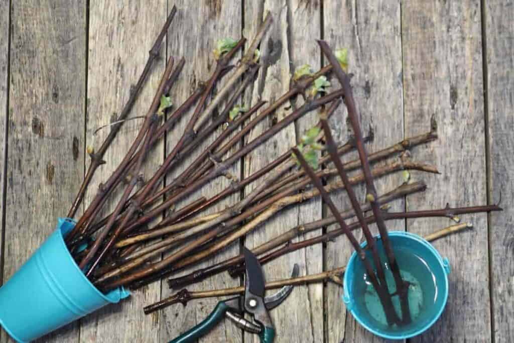plant propagation