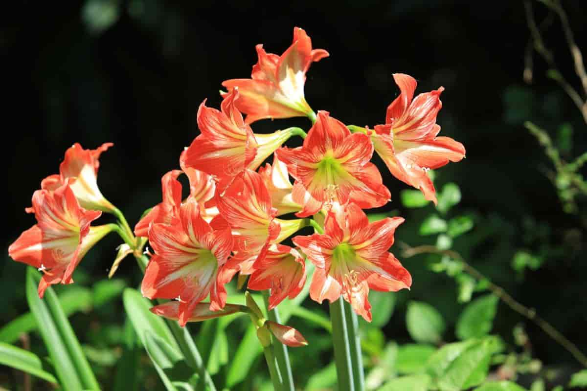 Growing Scarborough Lily