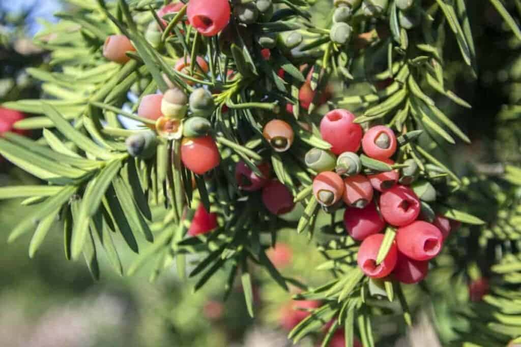 select suitable yews