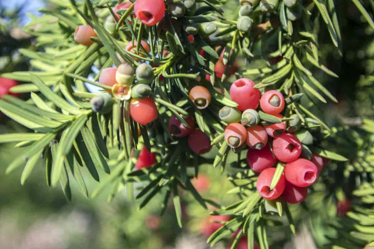select suitable yews