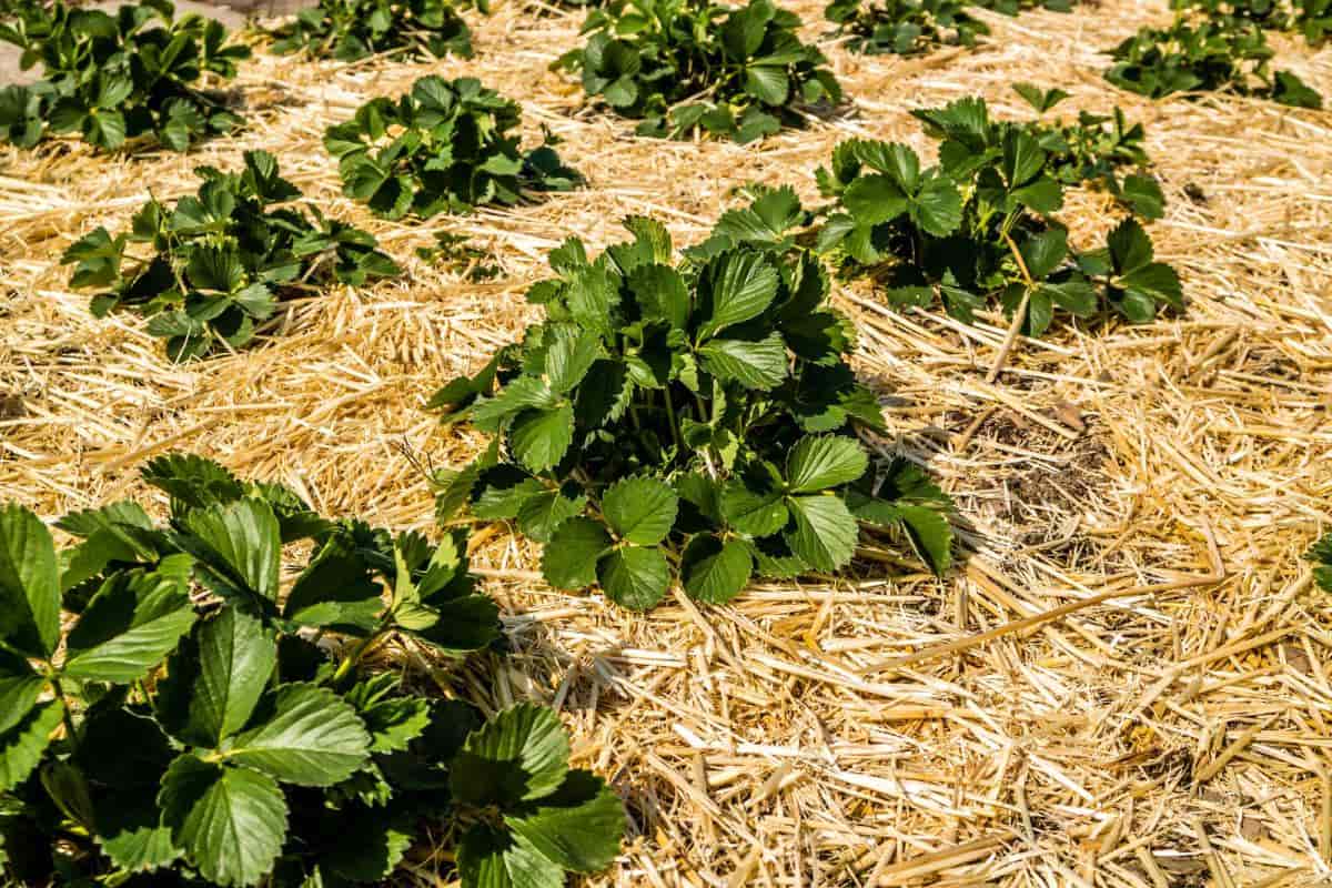 berry crops safety mulches