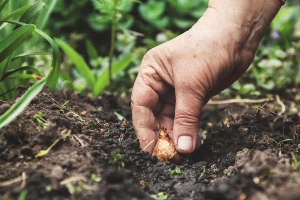fall planting pointers