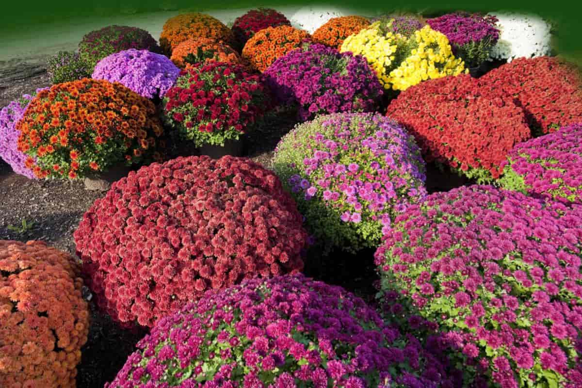 avoid fall planted mums failure