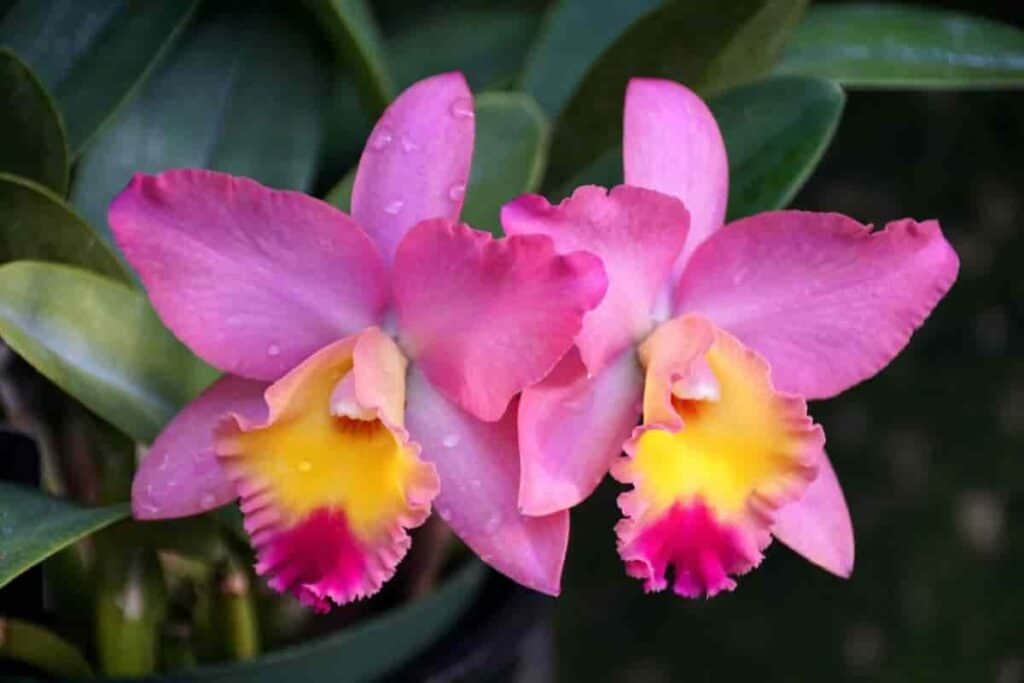 grow orchids
