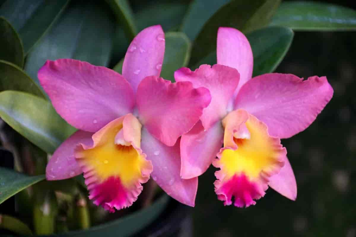 grow orchids