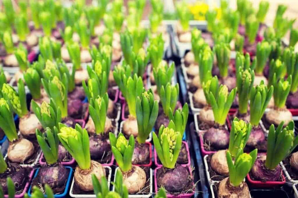 greehouse october checklist