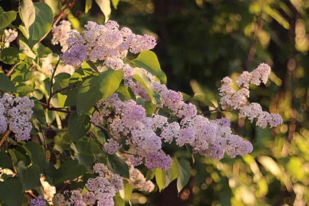 lilac scale plants snug