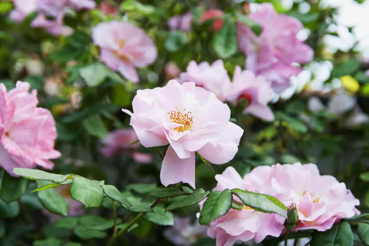 plant evergreens camellias