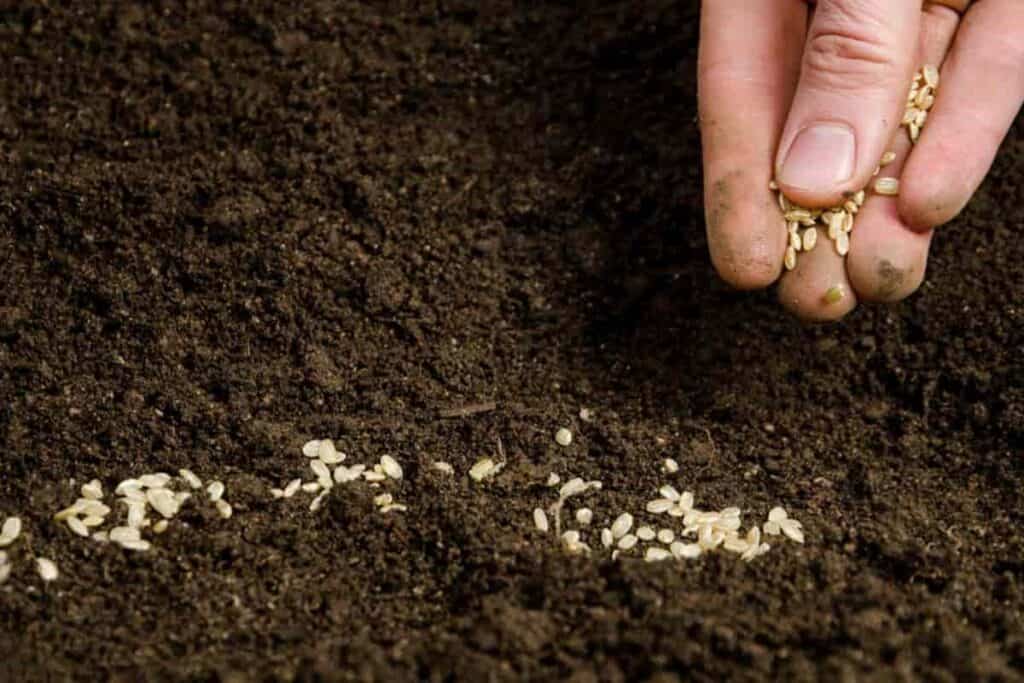 Growing Houseplants From Seeds
