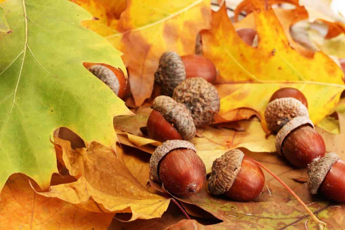 plant acorns buckeyes chestnuts