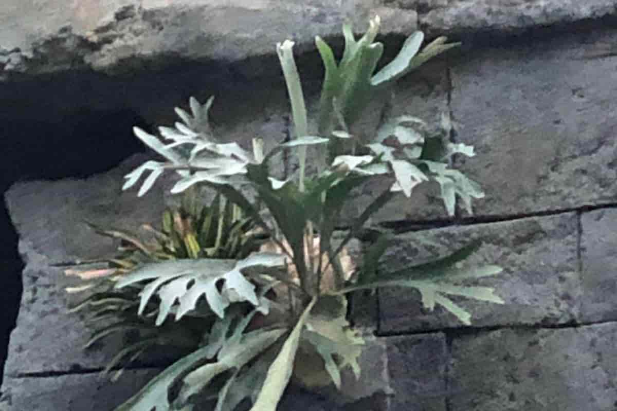 two strange ferns