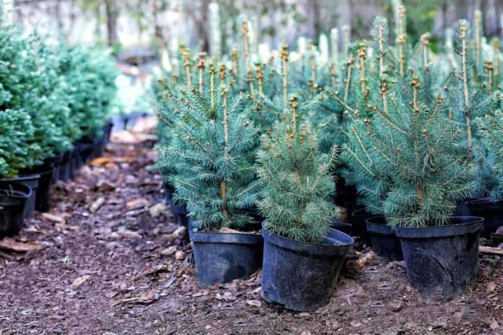 Christmas Tree Care