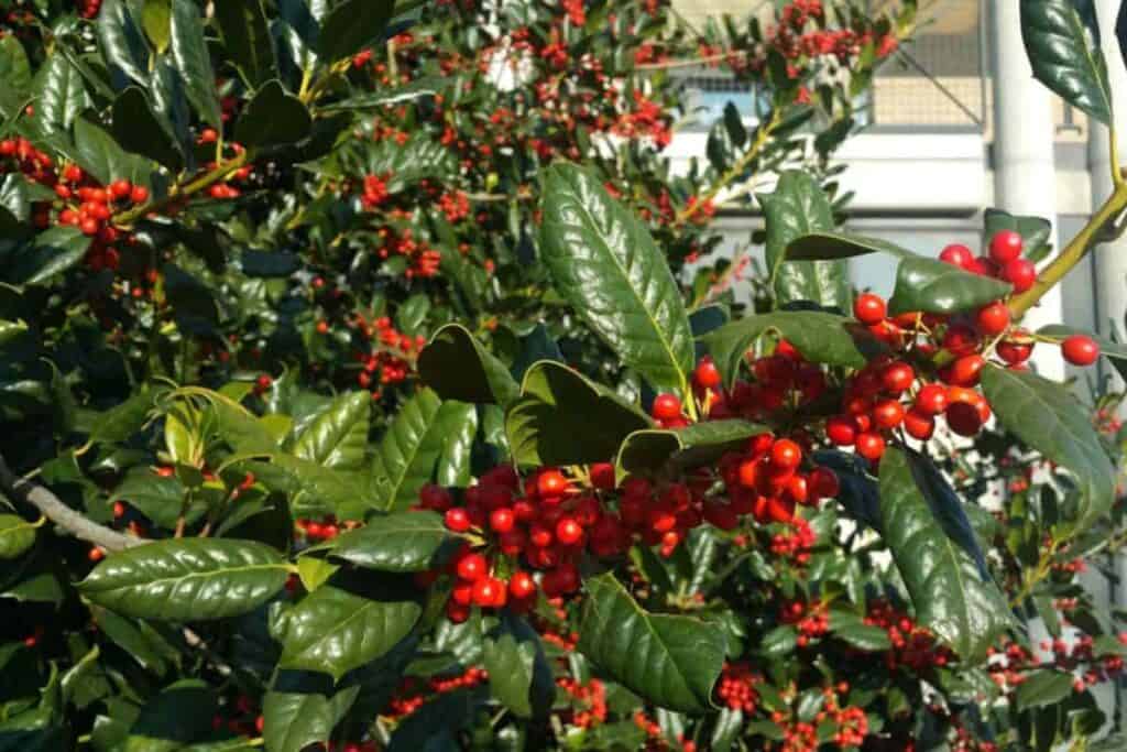 American Holly