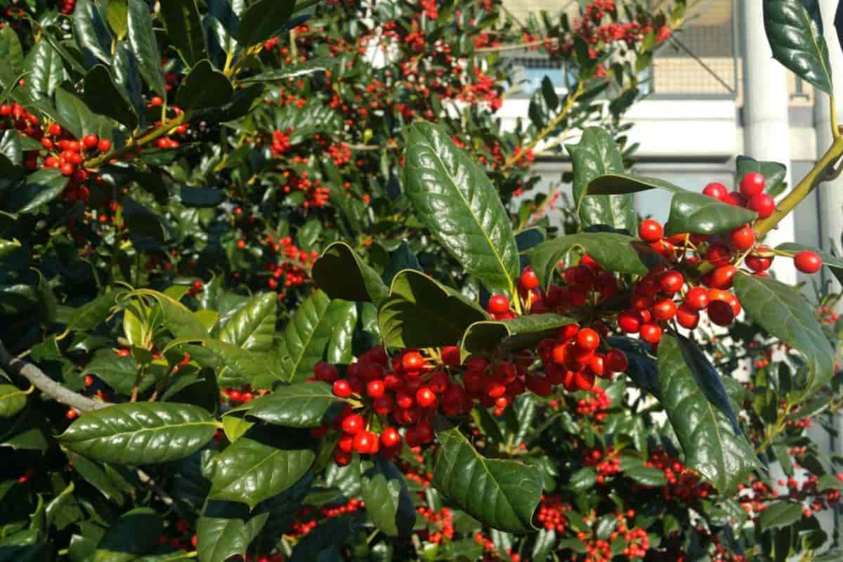 American Holly