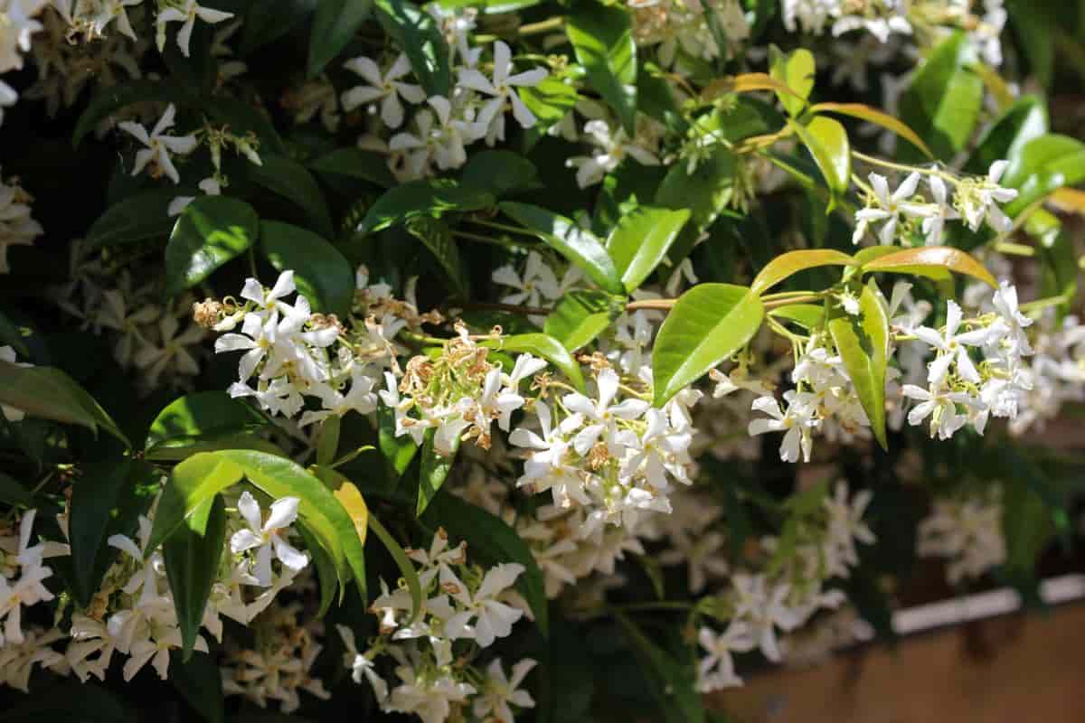 Winter Cold Plant