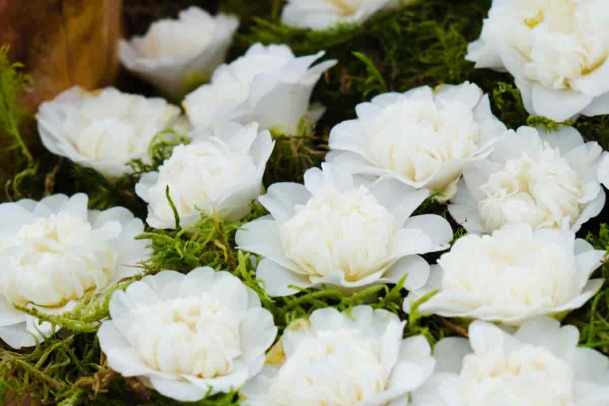 Camellia in Greenhouse
