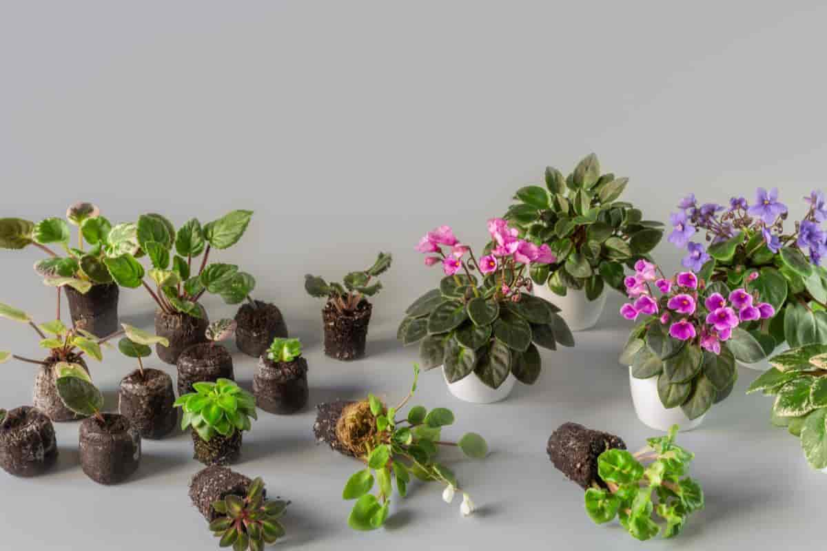 Propagating African Violets