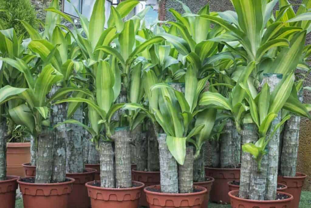 Variegated Houseplant