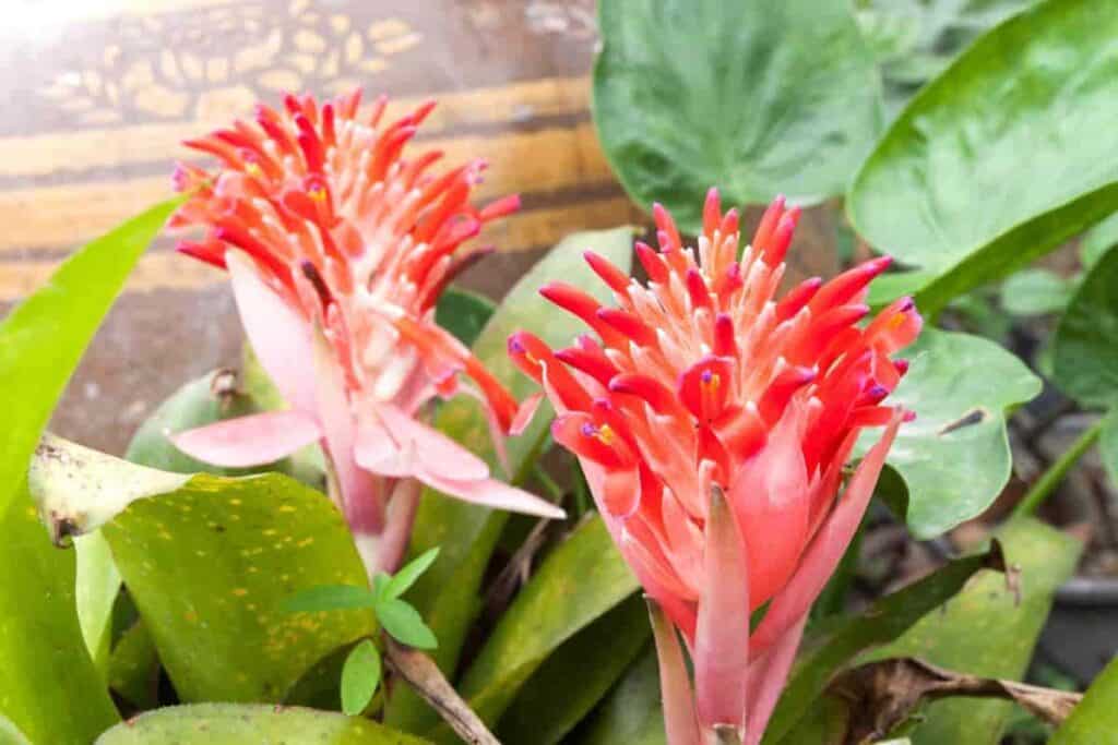 Exotic Billbergias