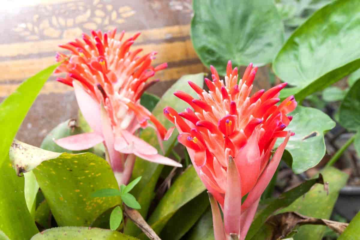 Exotic Billbergias