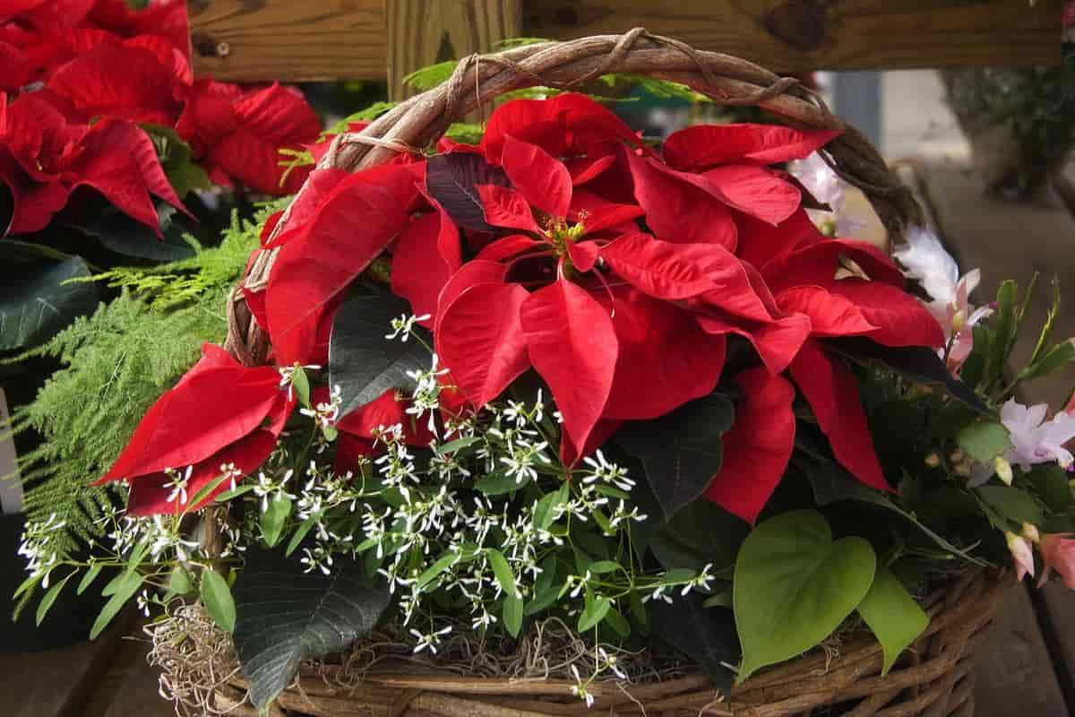 Poinsettia