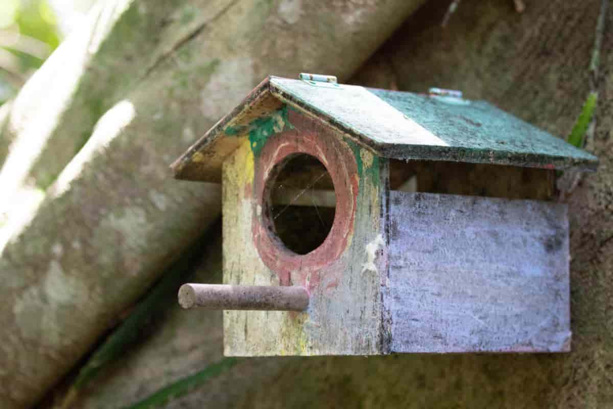 Garden Birds
