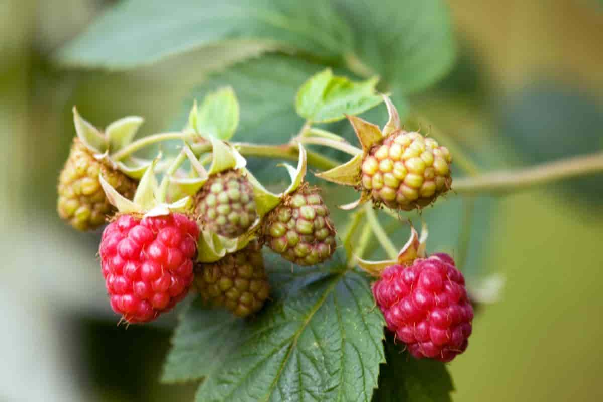 Fruiting Raspberries
