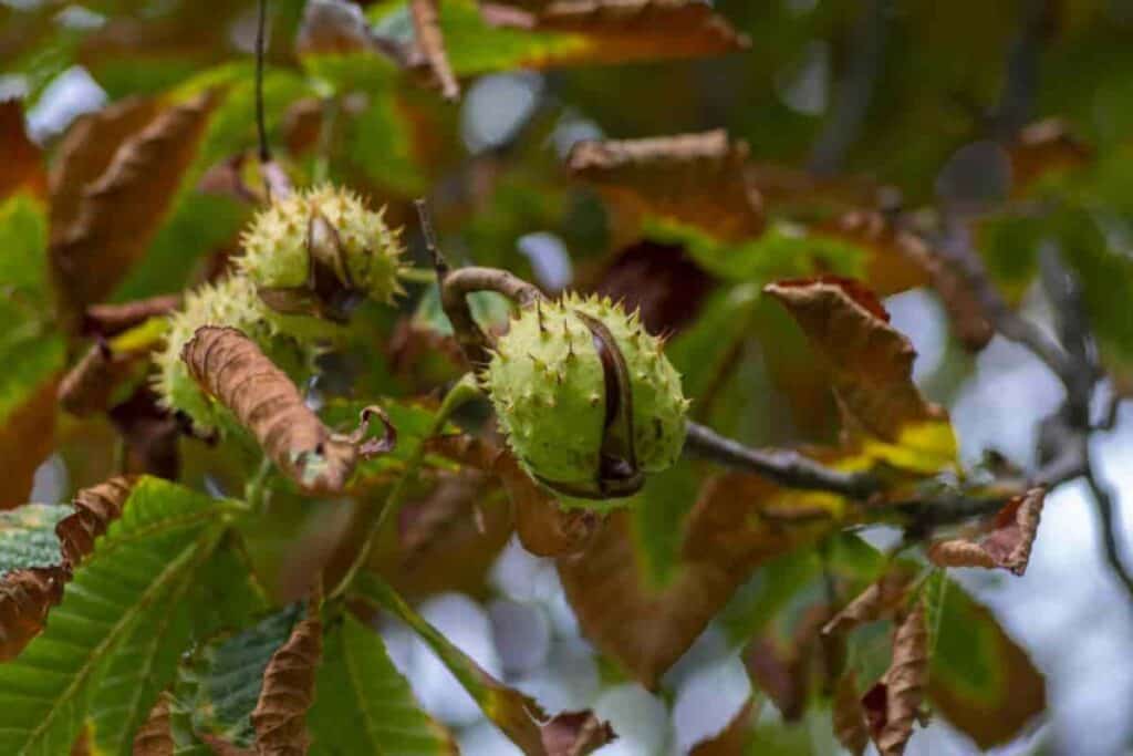 Living Trees