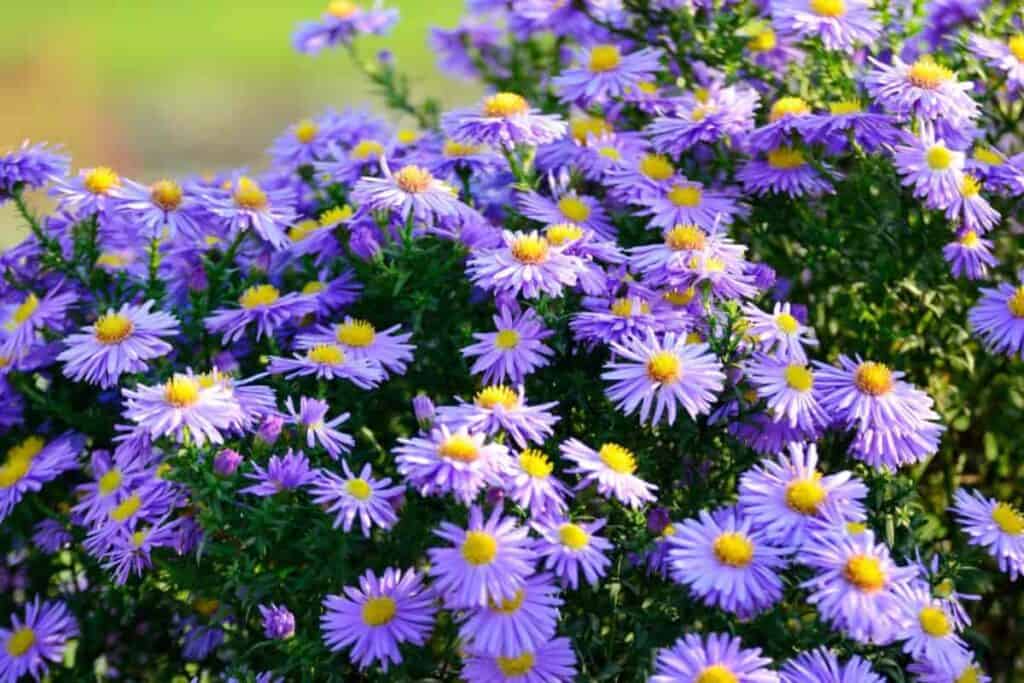 American Asters