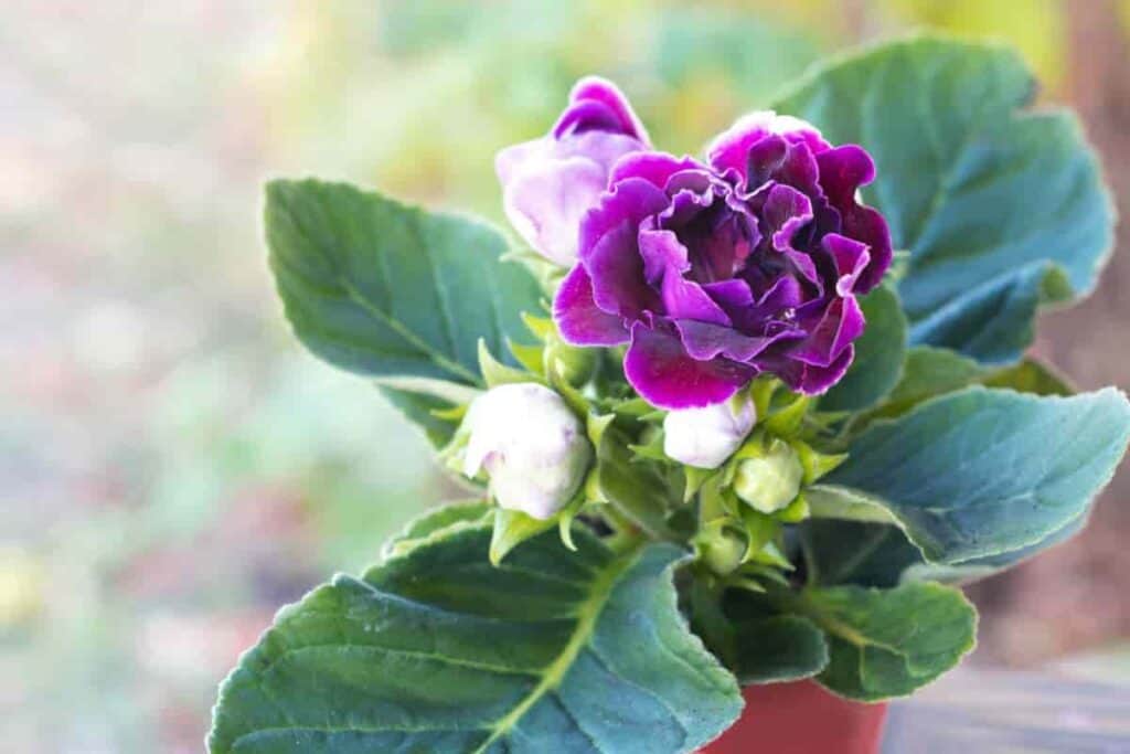 Grow Gloxinias