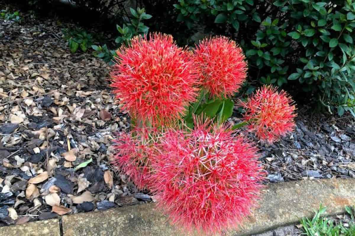 Blood Lilies
