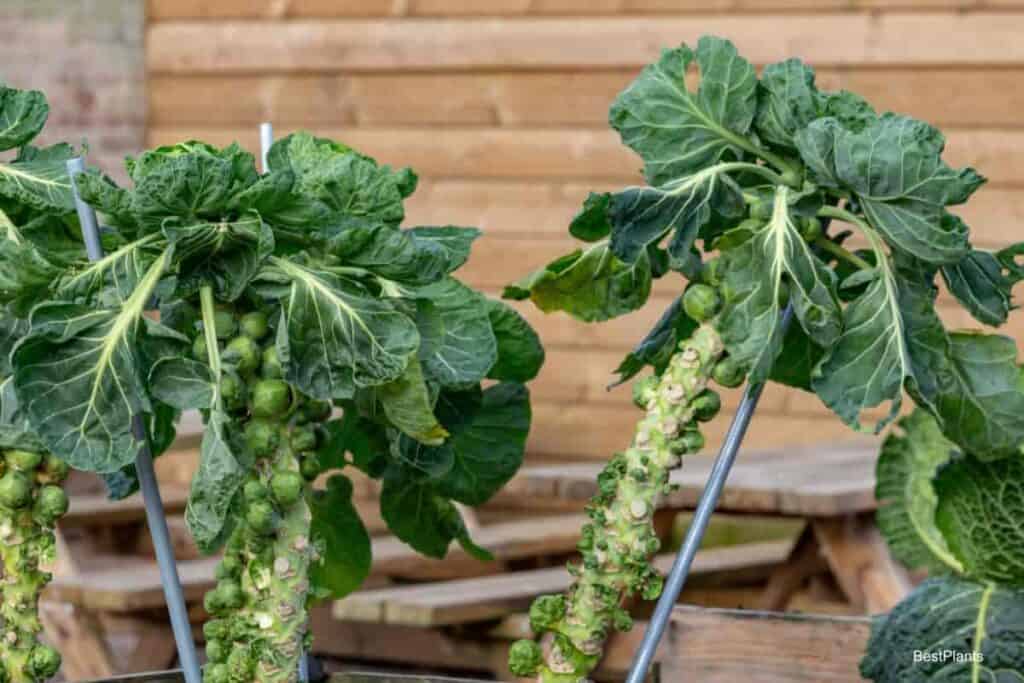 grow brussel sprouts