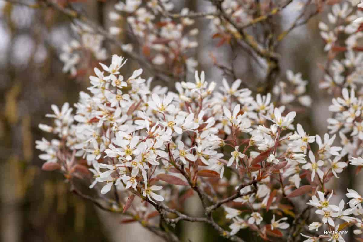 Beautiful Allegheny Shadbush