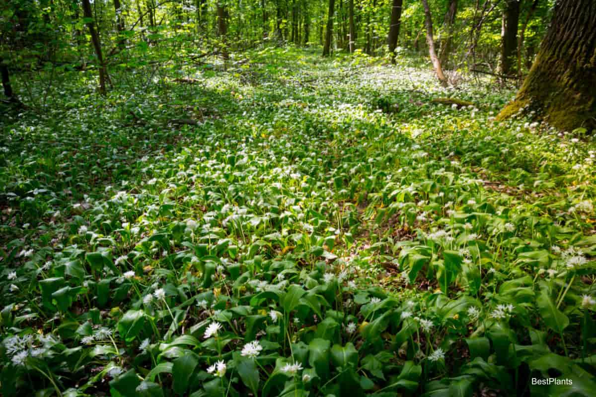 wild garden