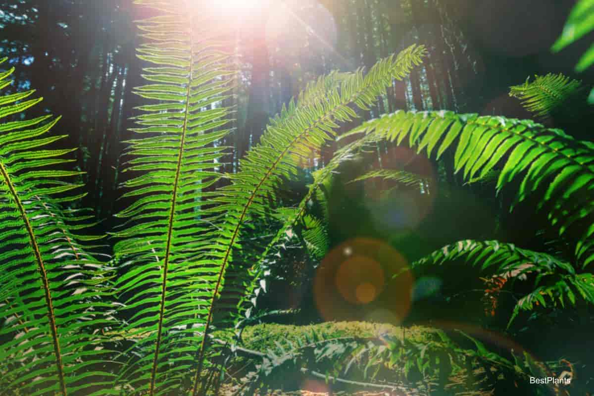 woodland eden