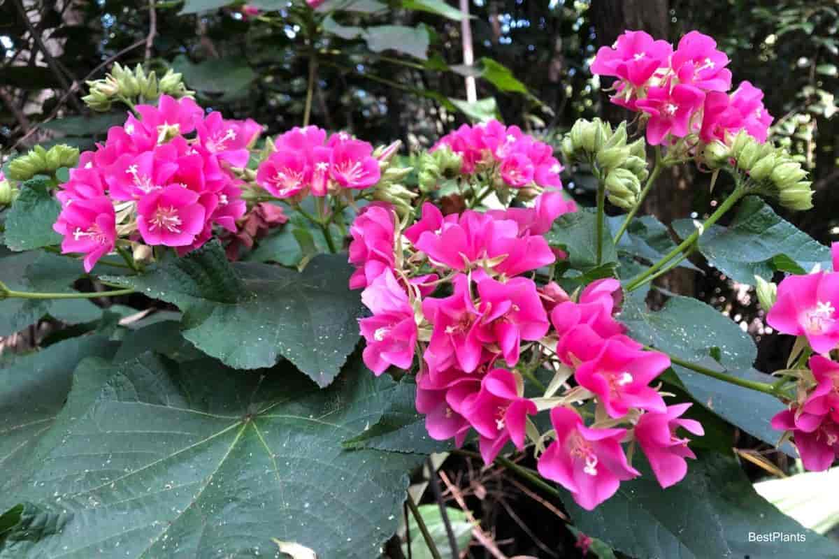 plants do not flower
