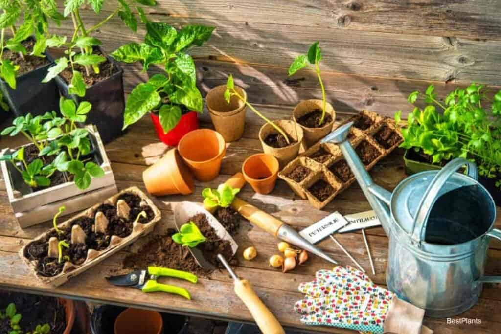 Growing Vegetables with Less Work