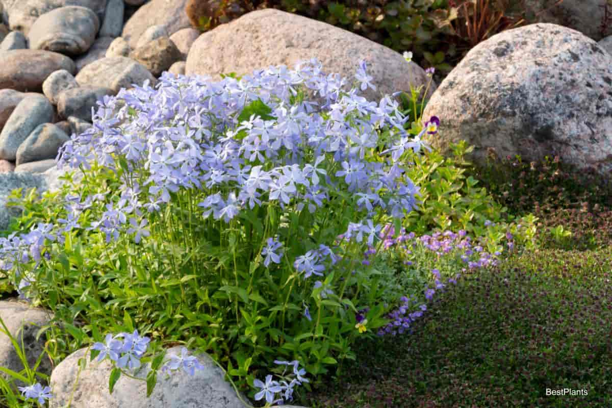 Woodland rock garden