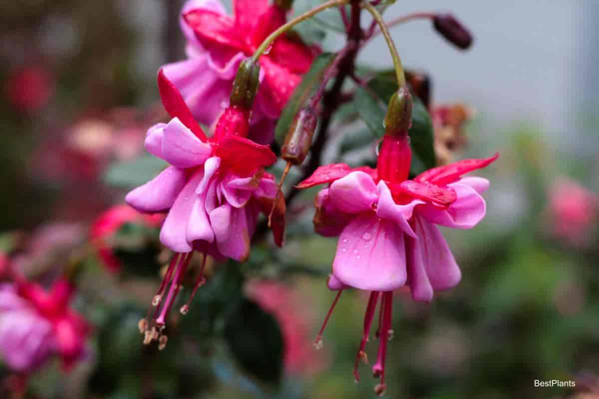 pink fuchsia flower
