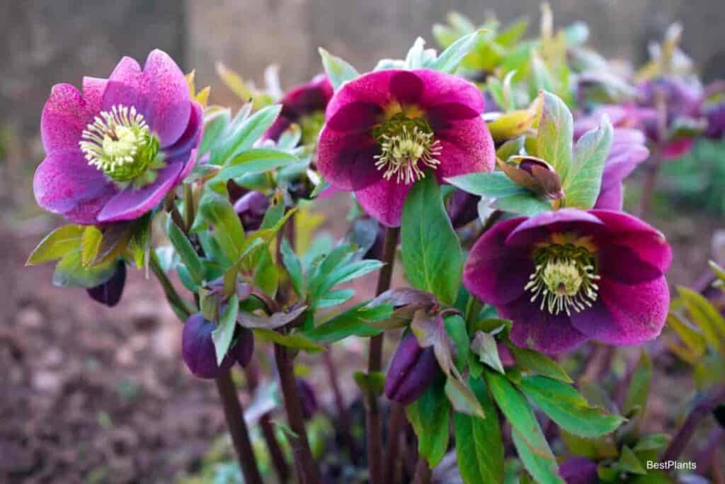 perennial seed