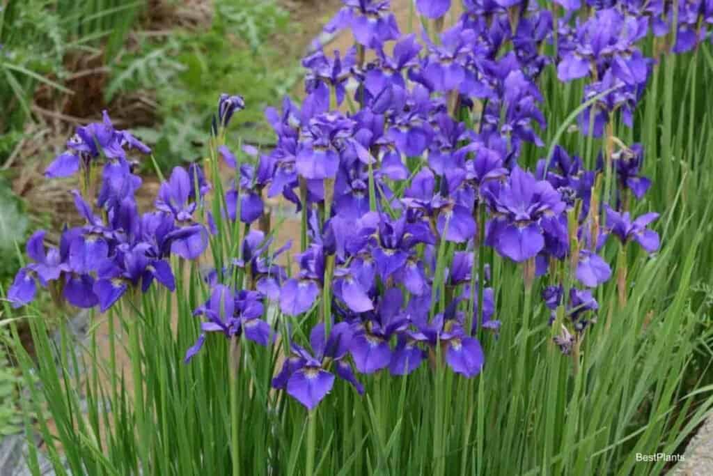 Growing Iris Plants