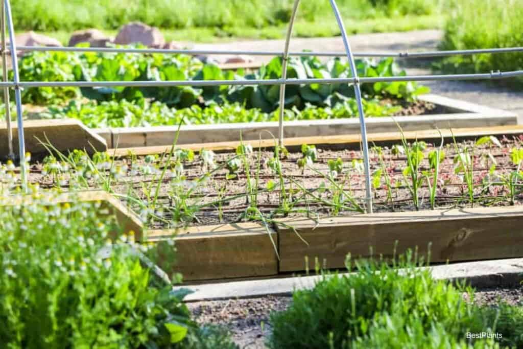 Growing Garden