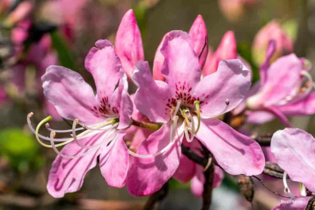 Charming Pinkshell Azalea
