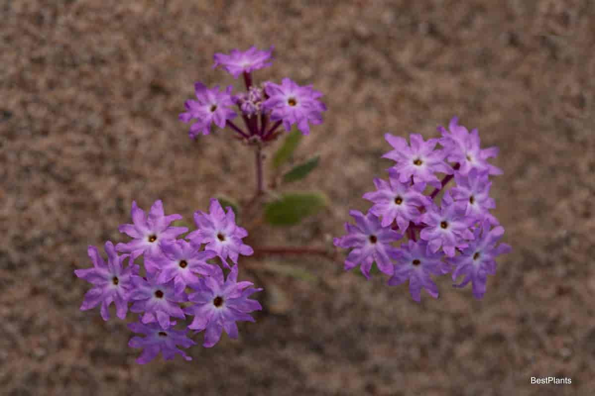 Growing Annuals