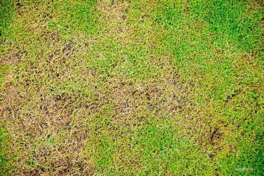 Restoring Lawn