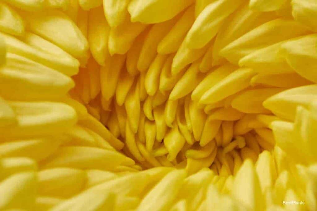 Beautiful Chrysanthemum