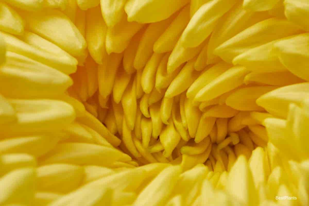 Beautiful Chrysanthemum